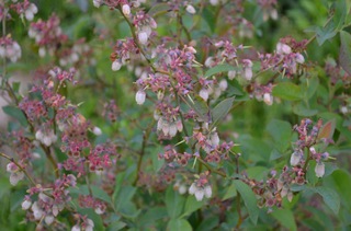 DSC_0054.jpg