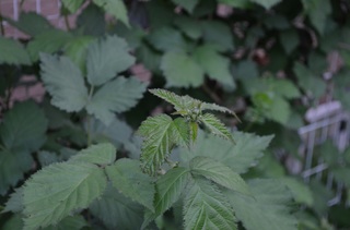 DSC_0057.jpg