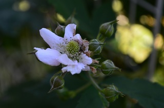 DSC_0182.jpg