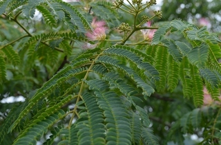 DSC_0441.jpg