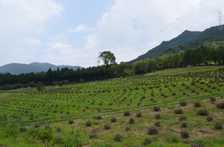 DSC_0591.jpg