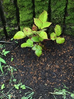 IMG_0282.jpg